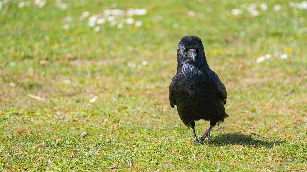 raven, laptop wallpaper, crow-8750435.jpg